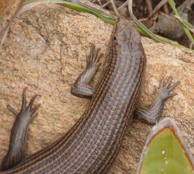 Skink