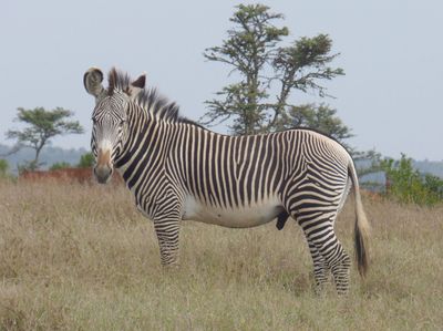 Grevys Zebra Male: the largest zebra but only 3000 still surviving