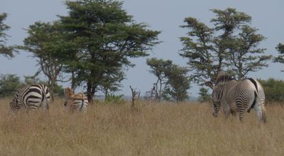 Grevys Zebra following Burchells zebra and foal