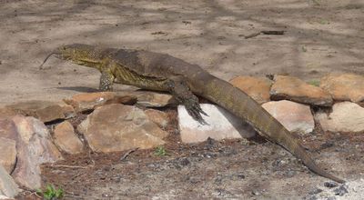 Large Monitor Lizard making for the river