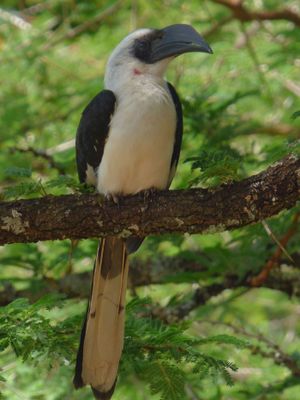 Female Von der Deckens Hornbill