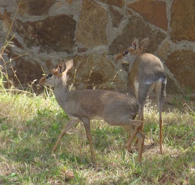 Two Dik Diks near pool