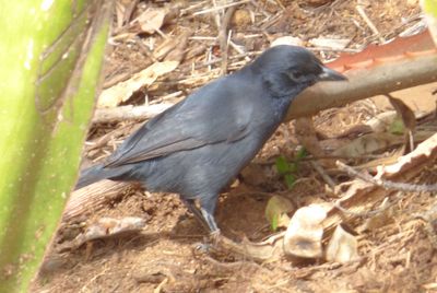Slate Colored Boubou