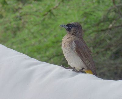 Common Bulbul