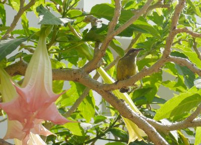 Female Copper winged Sunbird perched in Angels Trumpet bush_Hemingways