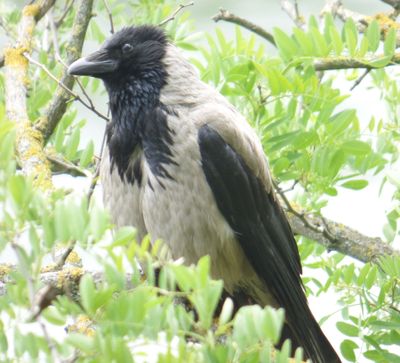 Hooded Crow