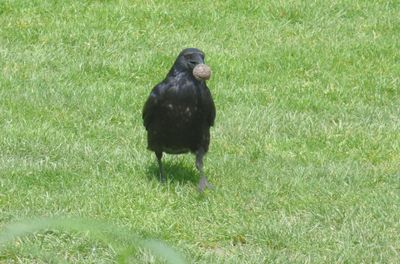Carrion Crow with snail lunch_about to dip it in puddle
