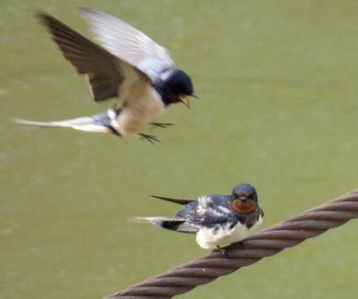 Swallows