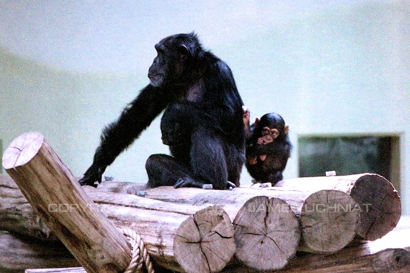Chimpanzee 94.jpg
