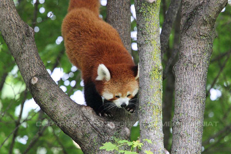 Red Panda 14.jpg