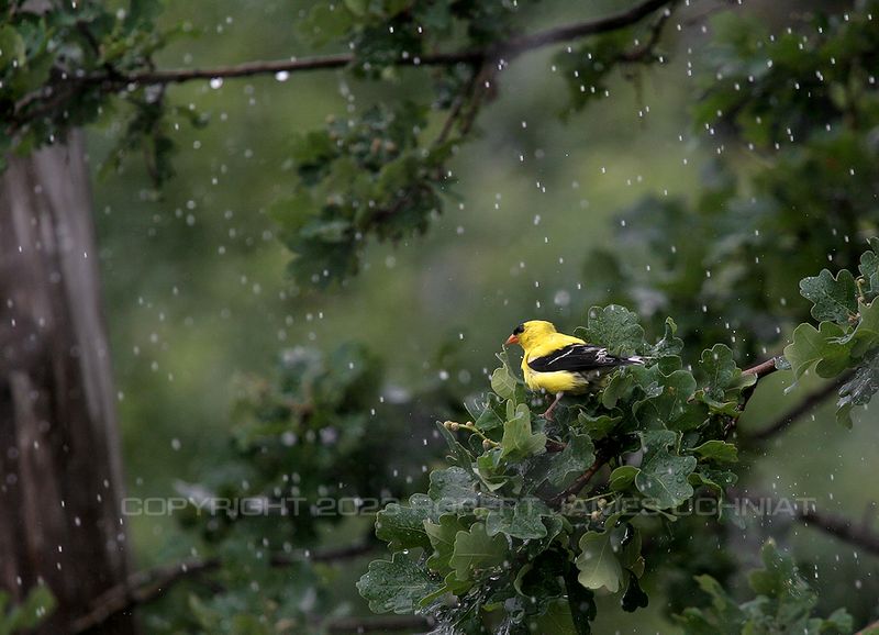 Goldfinch 11c.jpg