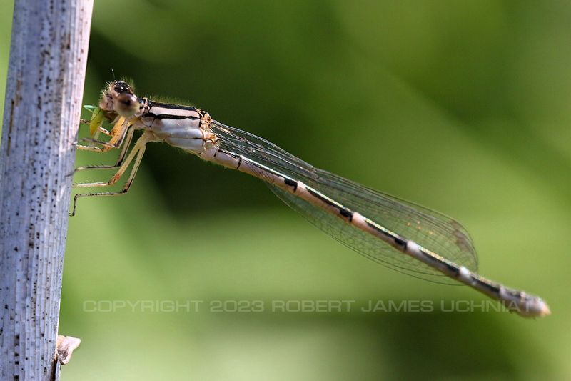 Damselfly Eating an Aphid 23.jpg