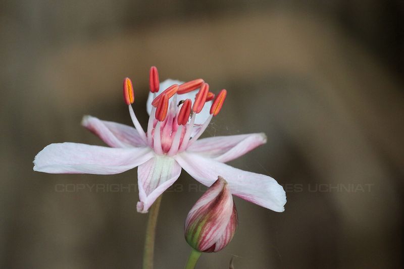 Flowering Rush 23.jpg