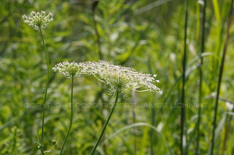 Field Carrot with Seeds 23.jpg