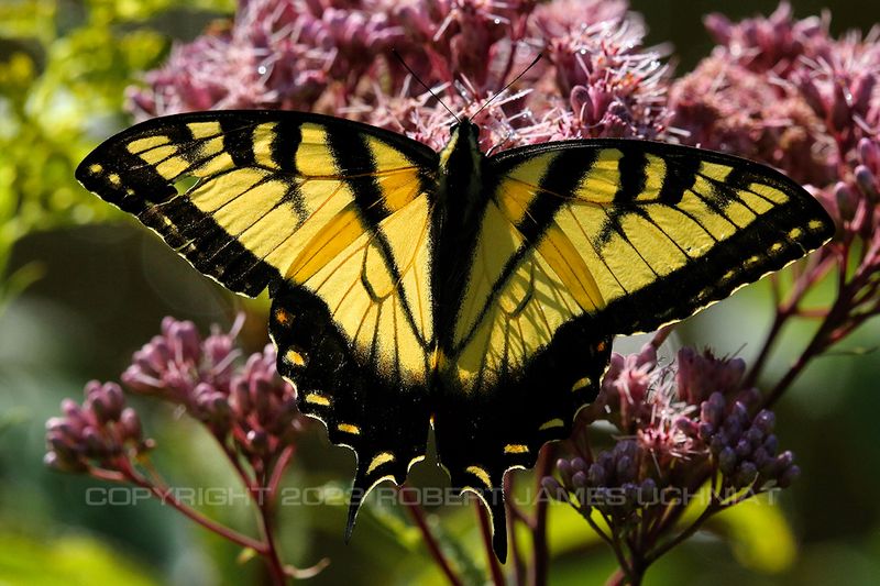 Eastern Tiger Swallowtail backlit 23.jpg