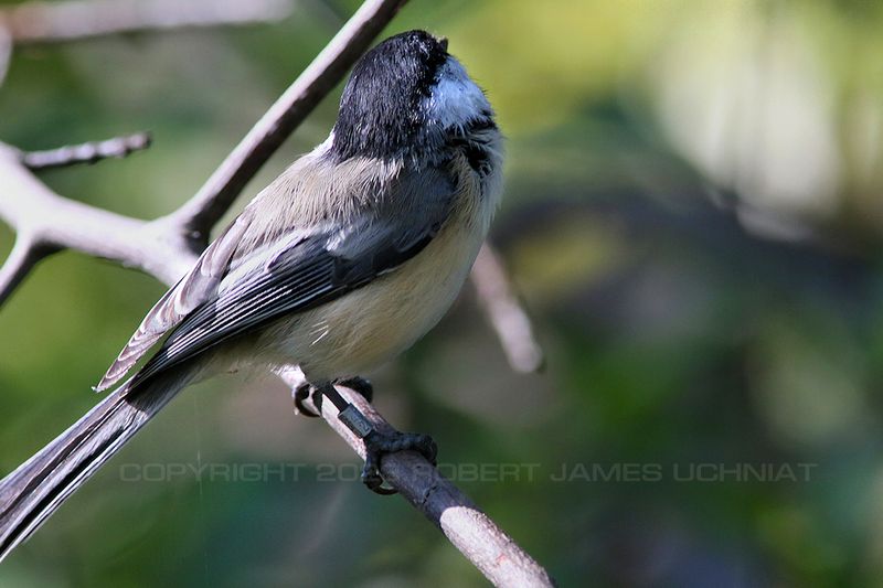 Black Capped Chickadee 23.jpg