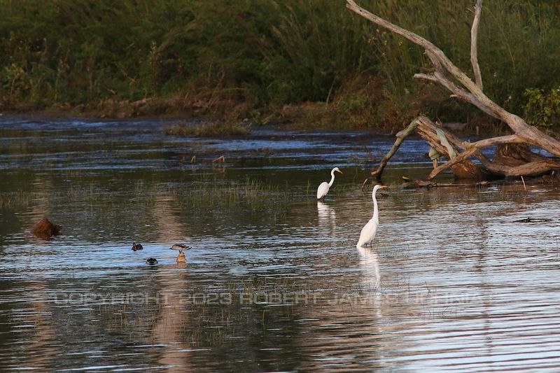 Ducks and Egrets 23.jpg