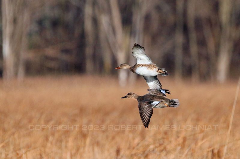 water_fowl