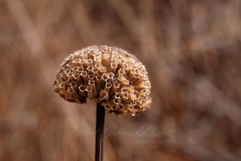 Dried Bergamont head 2 24.jpg