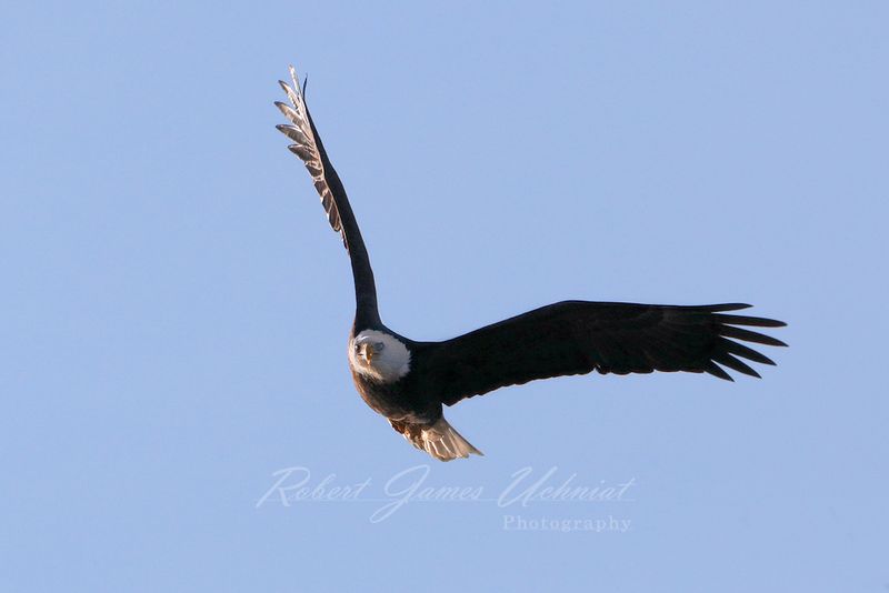 Bald Eagle head on 24.jpg