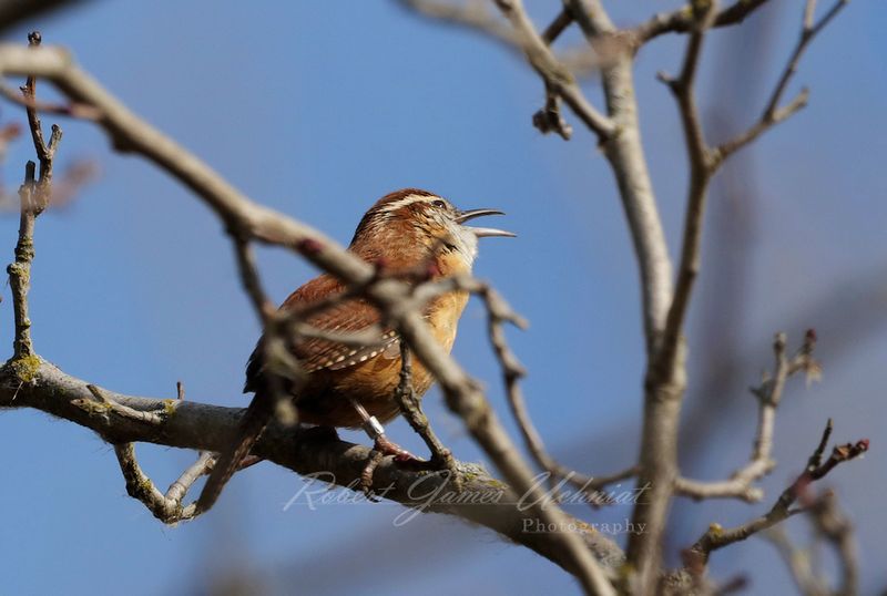 songbirds