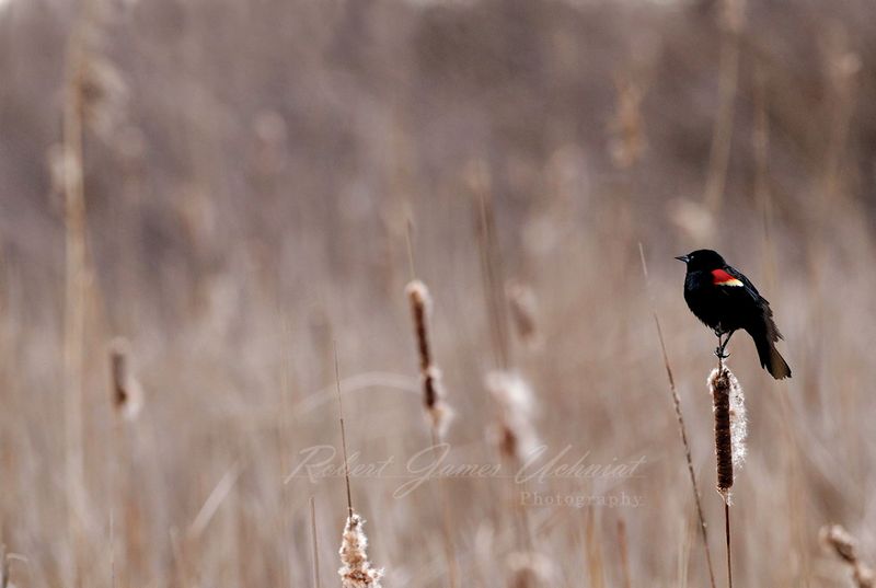 Redwing And Cattails 24.jpg
