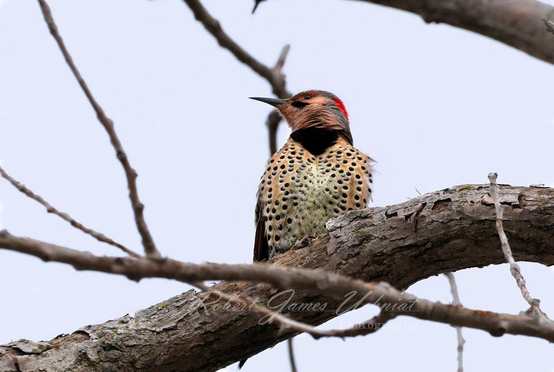 Northern Flicker 24.jpg