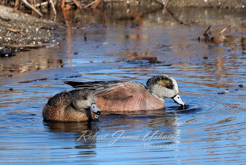 American Widgeon pair 8 24.jpg