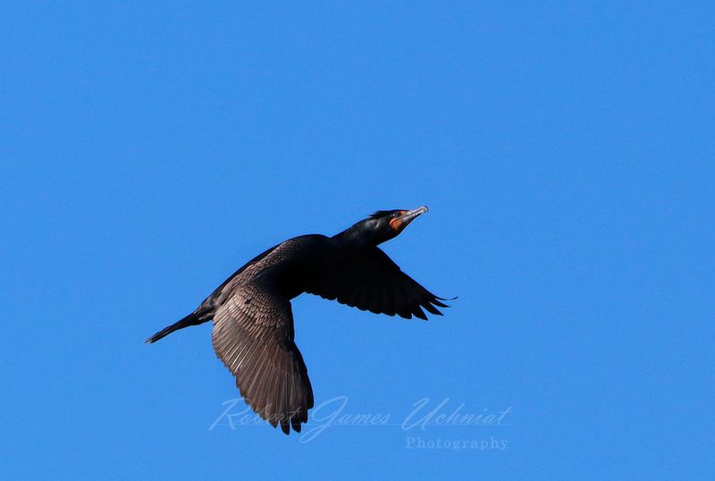 Cormorant in flight 3 24.jpg