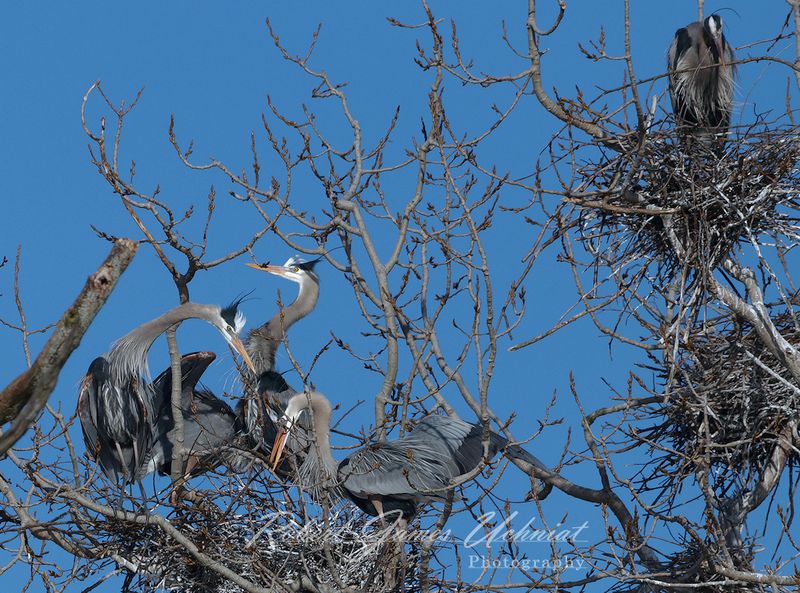 Great Blue Heron Rookery 1 24.jpg