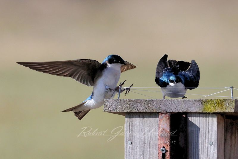 Tree Swallows landing 24.jpg