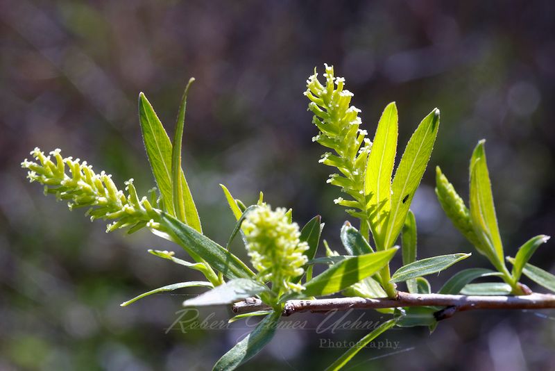 Red Willow Sprouts 24.jpg