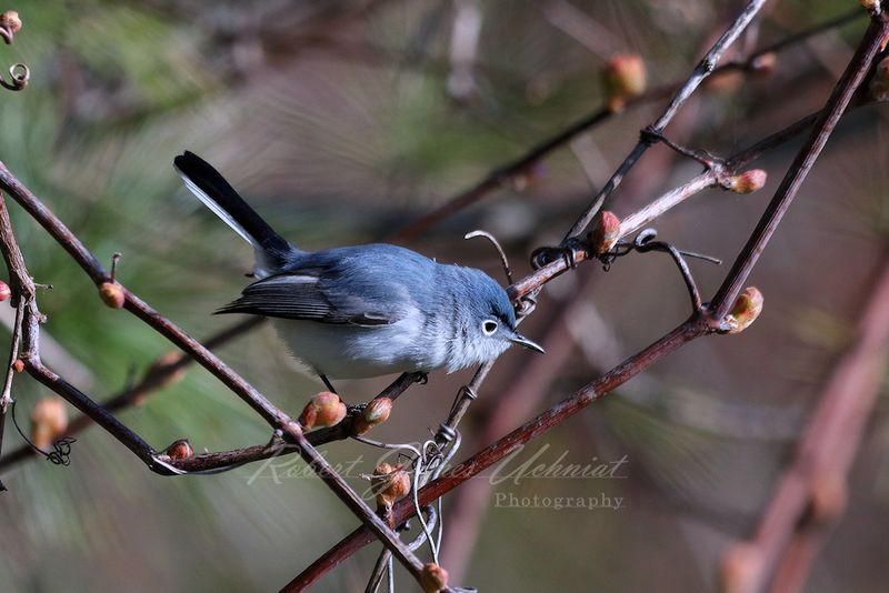 Blue Gray Gnatcatcher on branch 2 24.jpg
