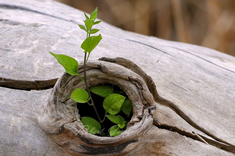 Seedling growing in fallen tree 24.jpg