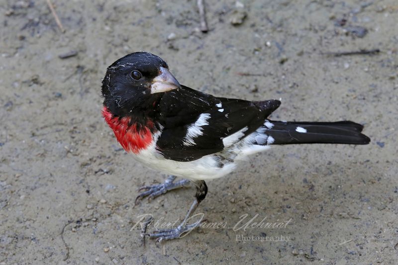 Rose Breasted Grossbeak 24.jpg