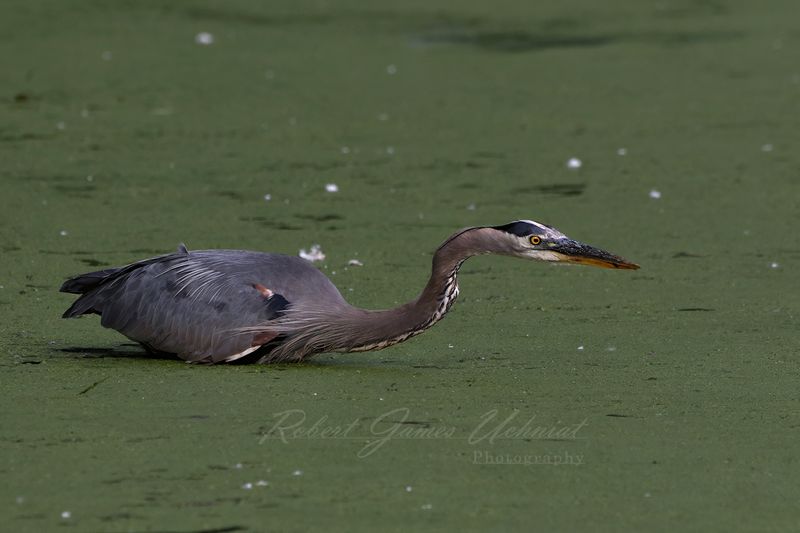 Great Blue Heron Stalking 24.jpg