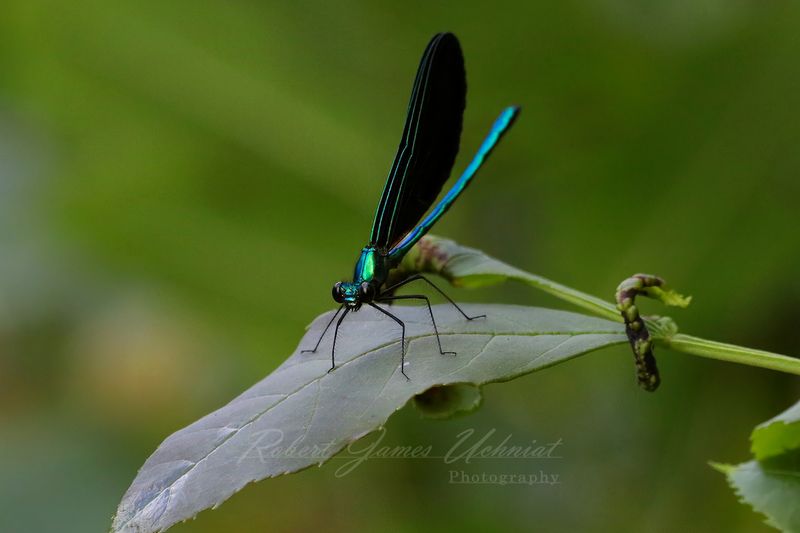Ebony Jewelwing Damselfly front 24.jpg