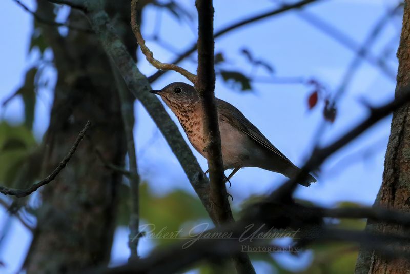 Swainsons Thrush at first light 24.jpg