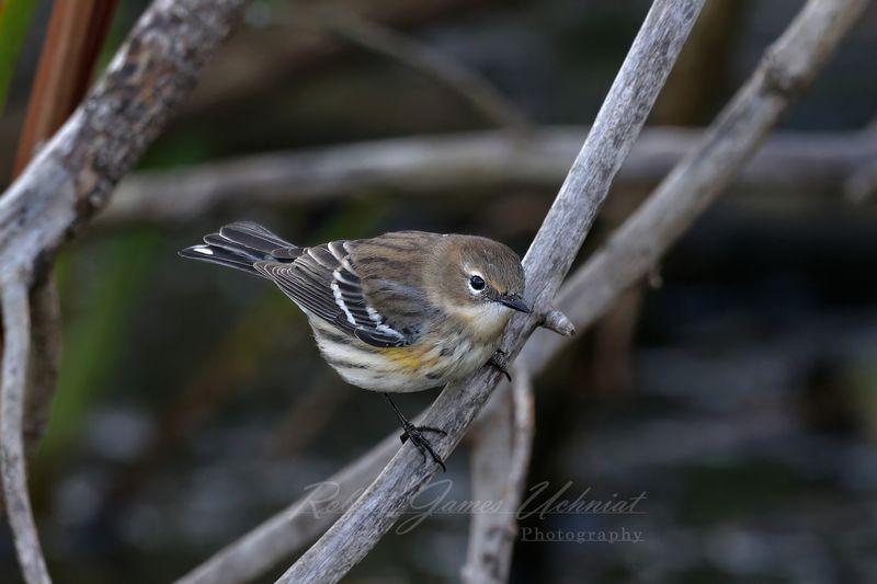 Yellow Rumped Warbler on branch 2 24.jpg