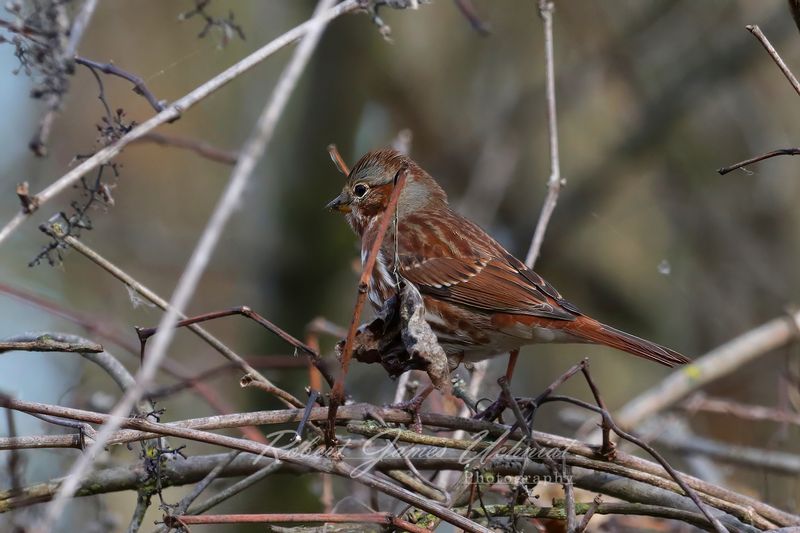 Fox Sparrow in vines 24.jpg