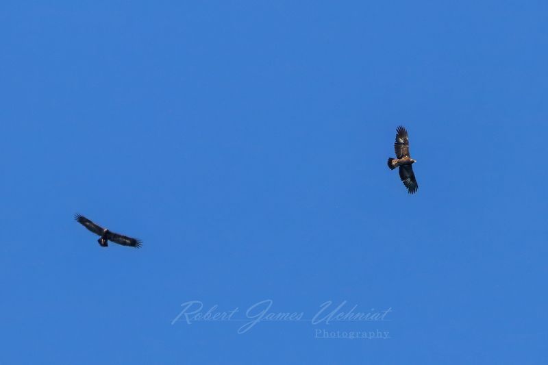 Golden Eagles soaring 24.jpg
