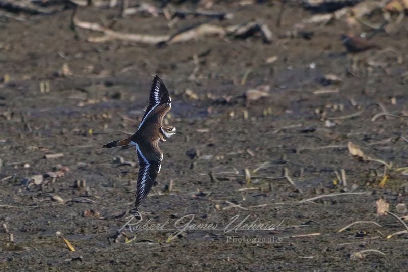 Killdeer in flight above marsh 2 24.jpg