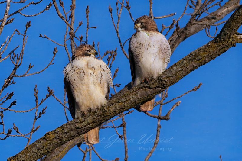 Red Tailed Hawks on branch 2 24.jpg
