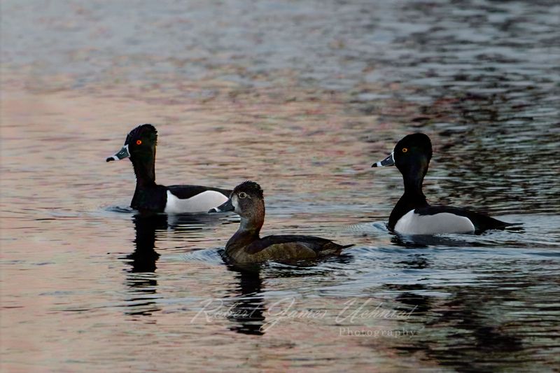 Ring Necked Ducks in pre dawn 25.jpg