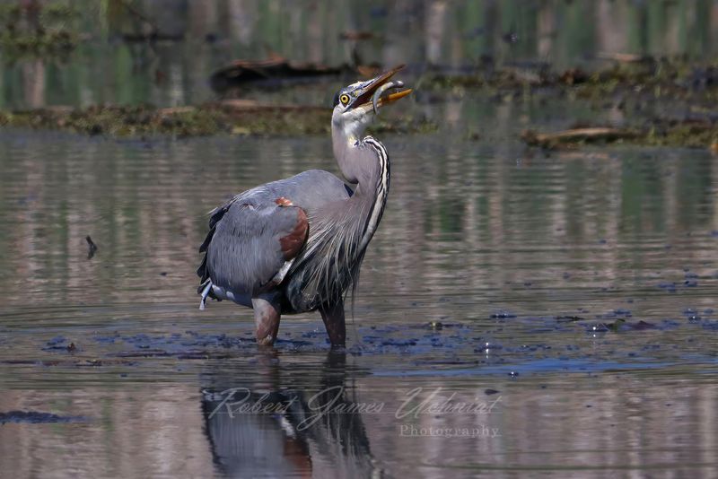 Great Blue Heron flipping fish 25.jpg