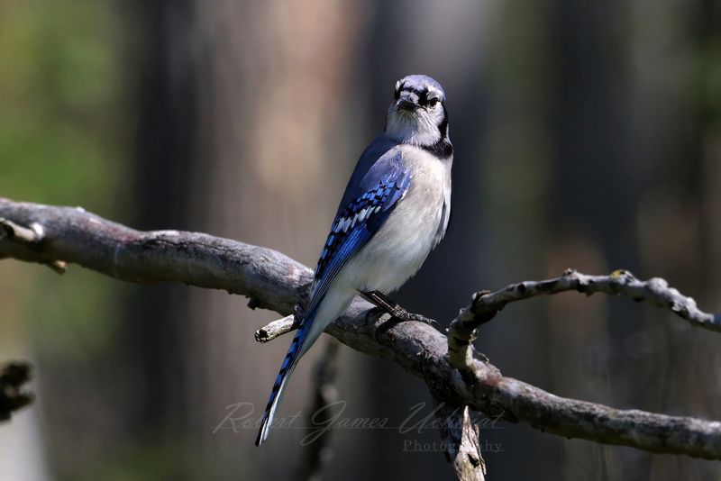 Blue Jay on branch 25.jpg