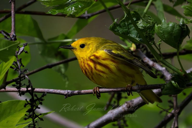Yellow Warbler in bush 2 25.jpg