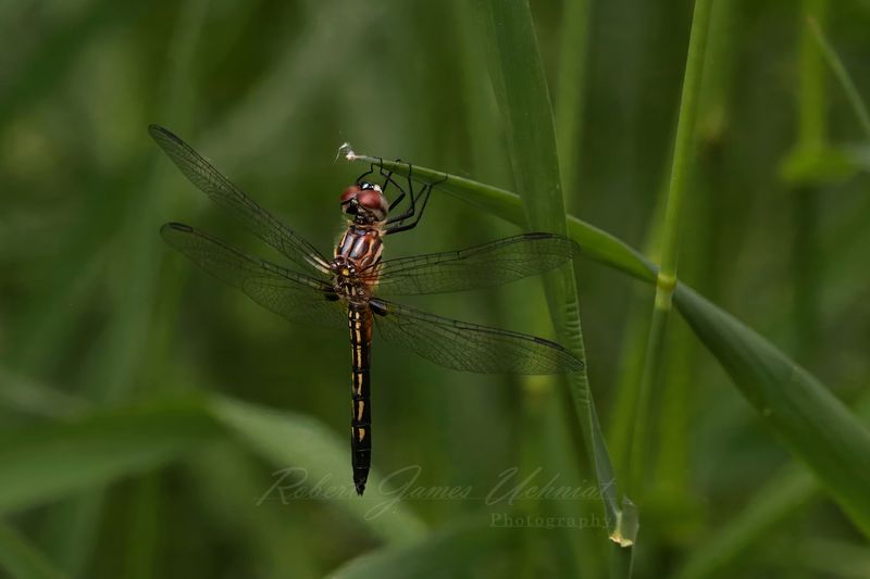 Blue Dasher on blade 25.jpg