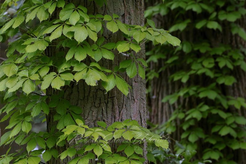 Virginia Creeper 25.jpg