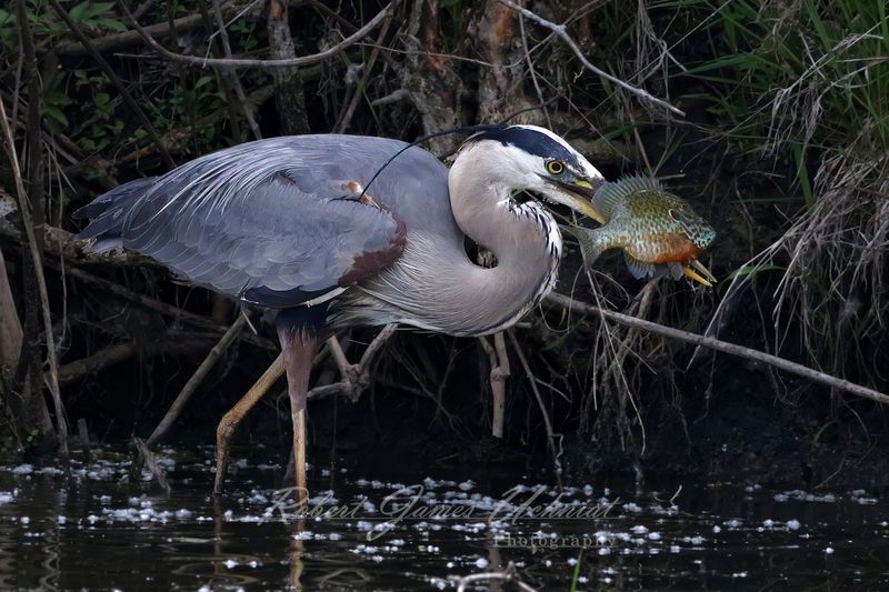 Great Blue Heron with Blue Gill 25.jpg